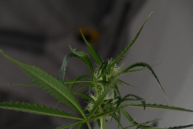 Amnesia Haze Auto by Zamnesia Pheno A. Week 7 - Amnesia Haze Auto Pheno A