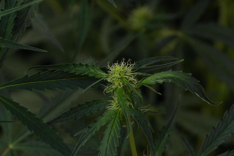 Amnesia Haze Auto by Zamnesia Pheno A. Week 7 - Amnesia Haze Auto Pheno A