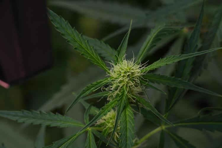 Amnesia Haze Auto by Zamnesia Pheno A. Week 7 - Amnesia Haze Auto Pheno A