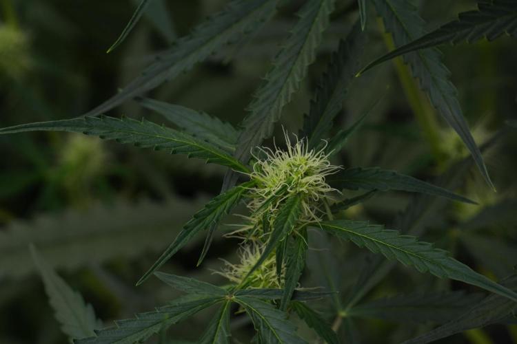 Amnesia Haze Auto by Zamnesia Pheno A. Week 7 - Amnesia Haze Auto Pheno A