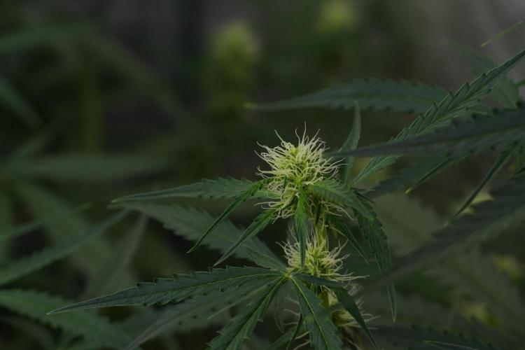 Amnesia Haze Auto by Zamnesia Pheno A. Week 7 - Amnesia Haze Auto Pheno A
