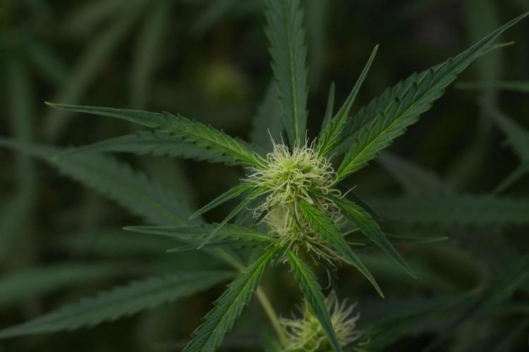 Amnesia Haze Auto by Zamnesia Pheno A. Week 7 - Amnesia Haze Auto Pheno A