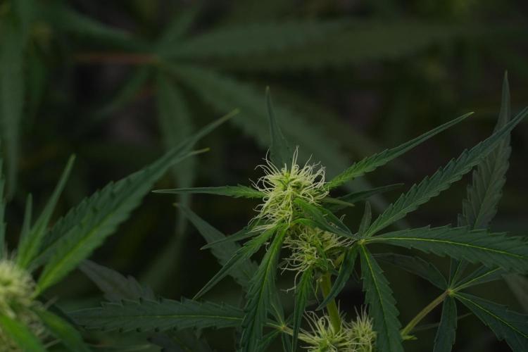 Amnesia Haze Auto by Zamnesia Pheno A. Week 7 - Amnesia Haze Auto Pheno A