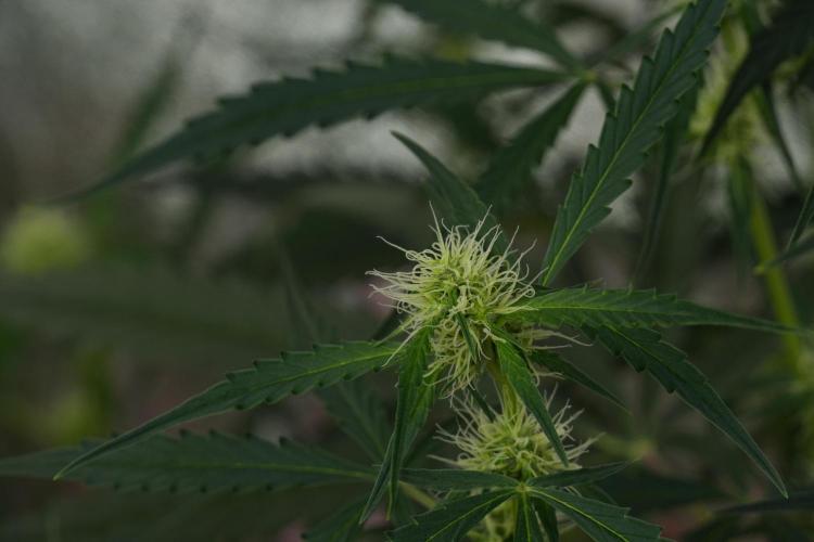 Amnesia Haze Auto by Zamnesia Pheno A. Week 7 - Amnesia Haze Auto Pheno A