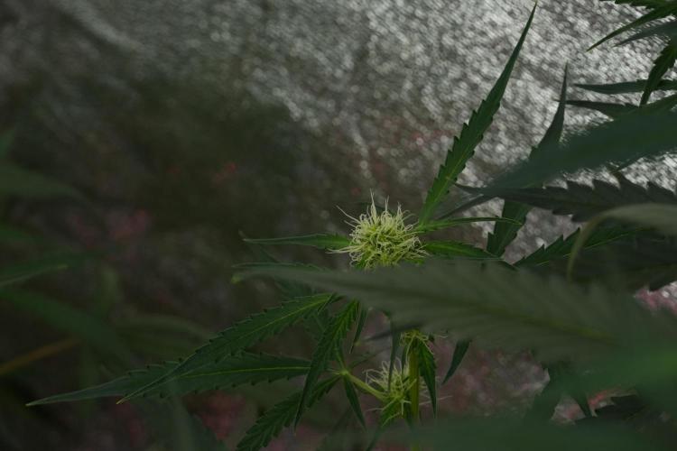 Amnesia Haze Auto by Zamnesia Pheno A. Week 7 - Amnesia Haze Auto Pheno A