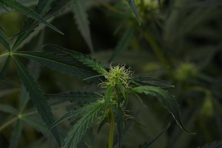 Amnesia Haze Auto by Zamnesia Pheno A. Week 7 - Amnesia Haze Auto Pheno A