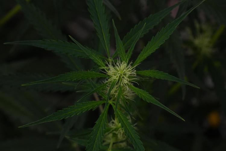 Amnesia Haze Auto by Zamnesia Pheno A. Week 7 - Amnesia Haze Auto Pheno A