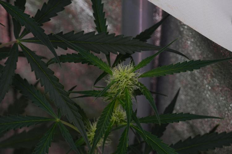 Amnesia Haze Auto by Zamnesia Pheno A. Week 7 - Amnesia Haze Auto Pheno A