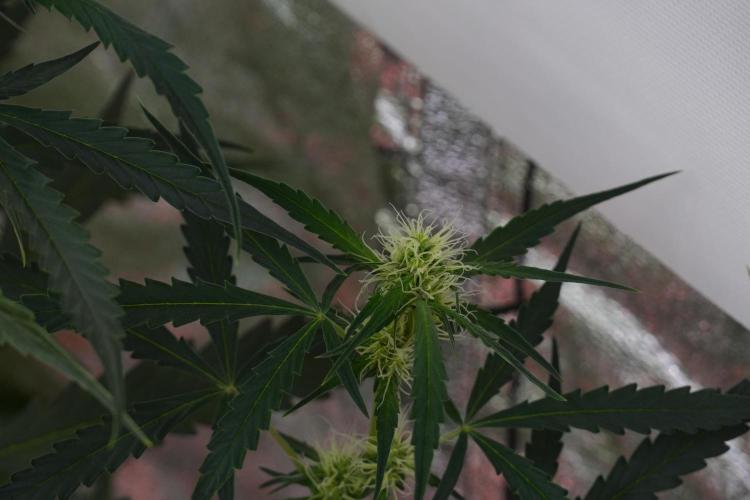 Amnesia Haze Auto by Zamnesia Pheno A. Week 7 - Amnesia Haze Auto Pheno A