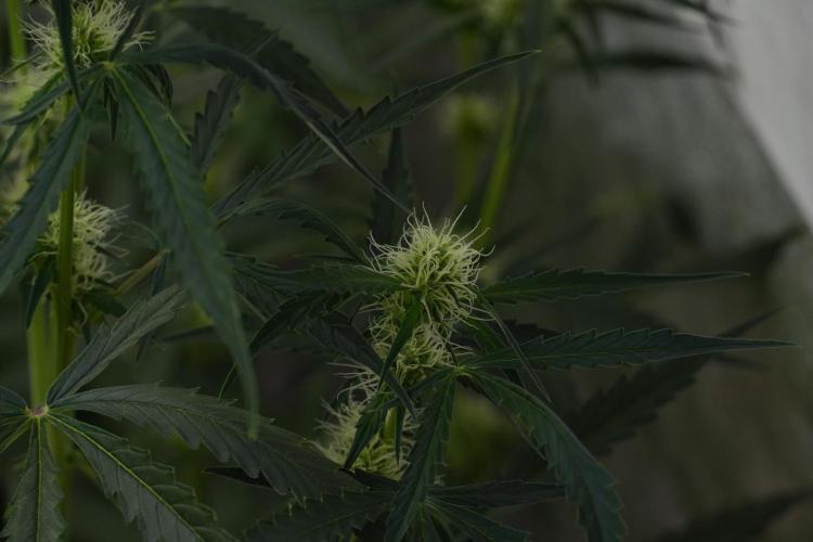 Amnesia Haze Auto by Zamnesia Pheno A. Week 7 - Amnesia Haze Auto Pheno A
