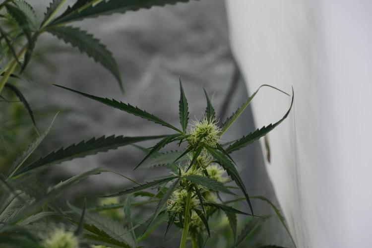 Amnesia Haze Auto by Zamnesia Pheno A. Week 7 - Amnesia Haze Auto Pheno A