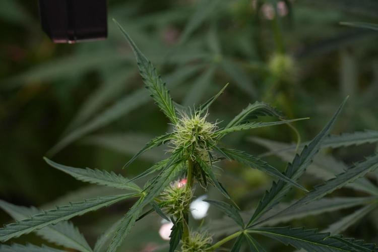Amnesia Haze Auto by Zamnesia Pheno A. Week 7 - Amnesia Haze Auto Pheno A
