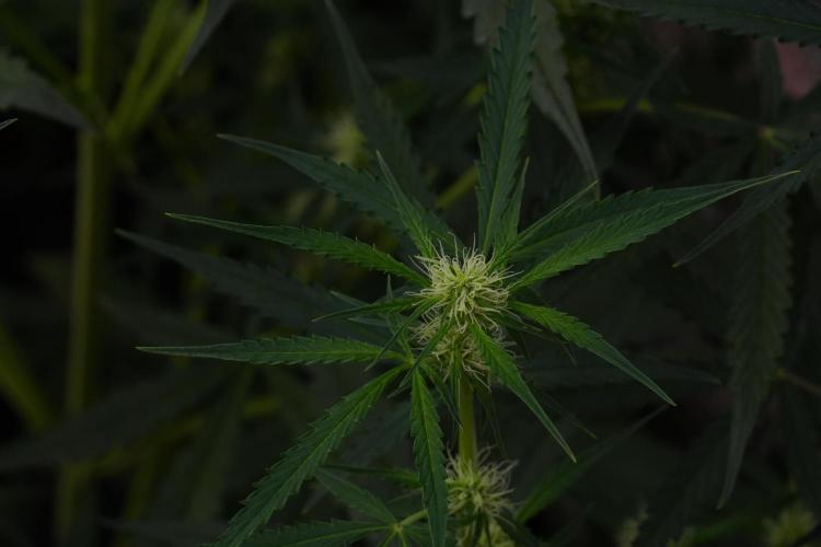 Amnesia Haze Auto by Zamnesia Pheno A. Week 7 - Amnesia Haze Auto Pheno A