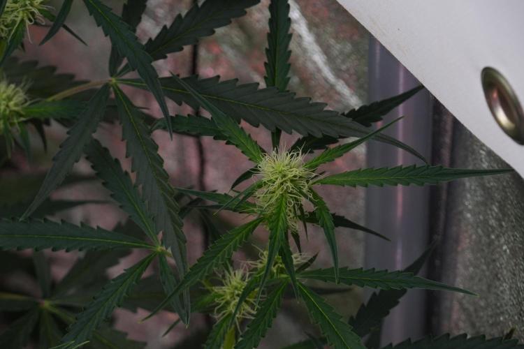 Amnesia Haze Auto by Zamnesia Pheno A. Week 7 - Amnesia Haze Auto Pheno A