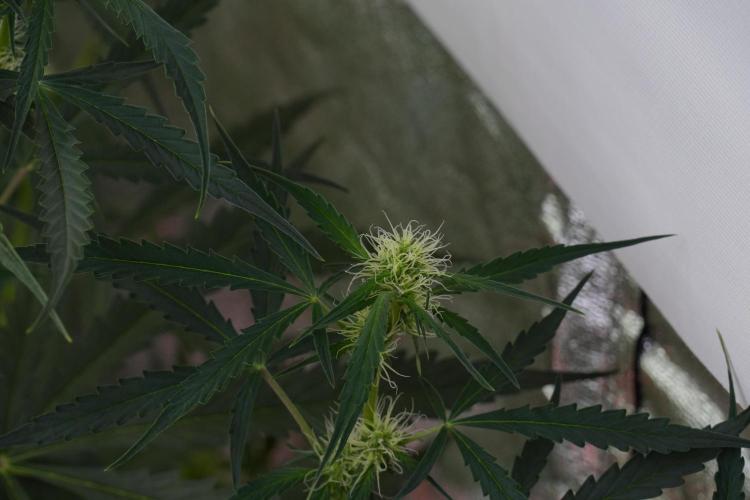 Amnesia Haze Auto by Zamnesia Pheno A. Week 7 - Amnesia Haze Auto Pheno A
