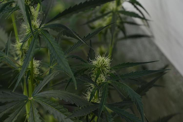 Amnesia Haze Auto by Zamnesia Pheno A. Week 7 - Amnesia Haze Auto Pheno A