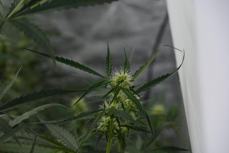 Amnesia Haze Auto by Zamnesia Pheno A. Week 7 - Amnesia Haze Auto Pheno A
