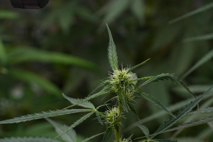 Amnesia Haze Auto by Zamnesia Pheno A. Week 7 - Amnesia Haze Auto Pheno A