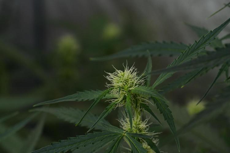 Amnesia Haze Auto by Zamnesia Pheno A. Week 7 - Amnesia Haze Auto Pheno A