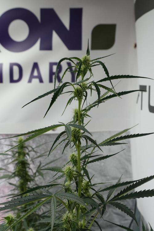 Amnesia Haze Auto by Zamnesia Pheno A. Week 7 - Amnesia Haze Auto Pheno A