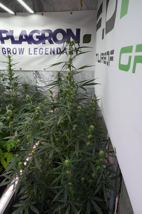 Amnesia Haze Auto by Zamnesia Pheno A. Week 7 - Amnesia Haze Auto Pheno A