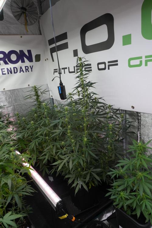 Amnesia Haze Auto by Zamnesia Pheno A. Week 7 - Amnesia Haze Auto Pheno A