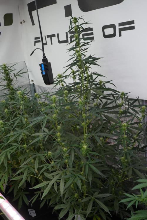 Amnesia Haze Auto by Zamnesia Pheno A. Week 7 - Amnesia Haze Auto Pheno A