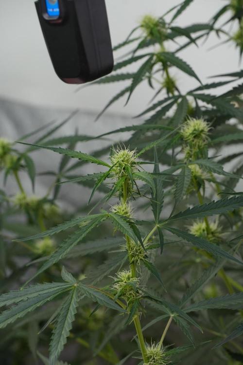 Amnesia Haze Auto by Zamnesia Pheno A. Week 7 - Amnesia Haze Auto Pheno A