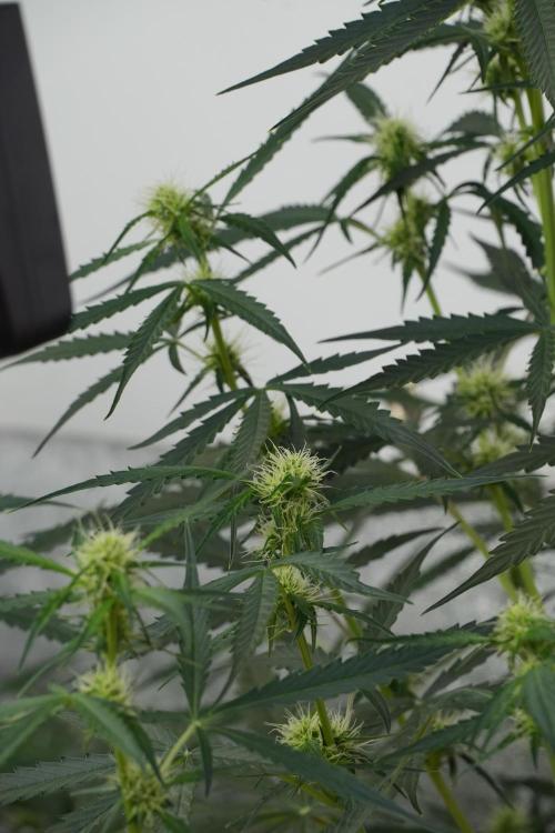 Amnesia Haze Auto by Zamnesia Pheno A. Week 7 - Amnesia Haze Auto Pheno A
