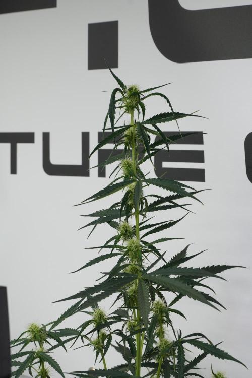 Amnesia Haze Auto by Zamnesia Pheno A. Week 7 - Amnesia Haze Auto Pheno A
