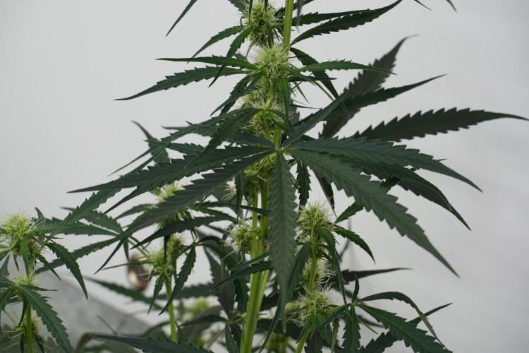 Amnesia Haze Auto by Zamnesia Pheno A. Week 7 - Amnesia Haze Auto Pheno A