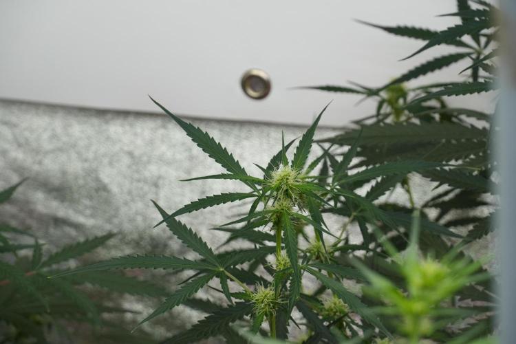 Amnesia Haze Auto by Zamnesia Pheno A. Week 7 - Amnesia Haze Auto Pheno A