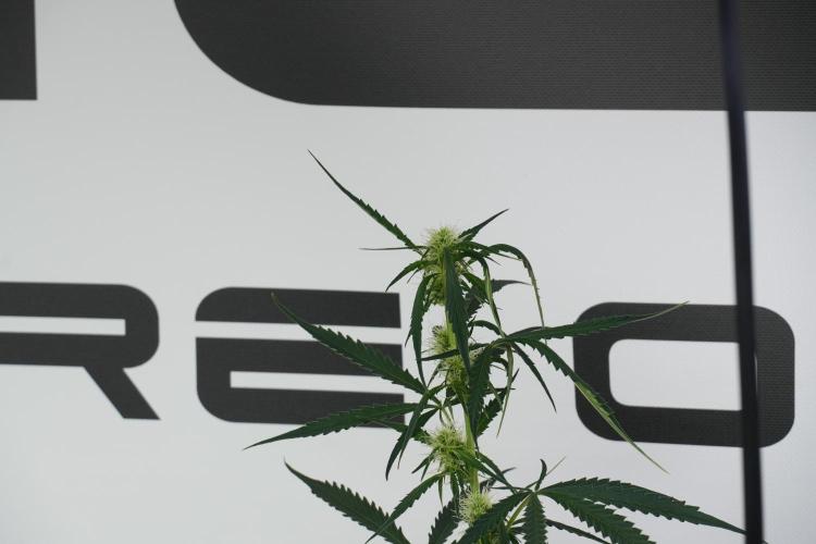 Amnesia Haze Auto by Zamnesia Pheno A. Week 7 - Amnesia Haze Auto Pheno A
