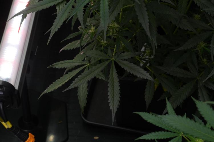 Amnesia Haze Auto by Zamnesia Pheno A. Week 7 - Amnesia Haze Auto Pheno A