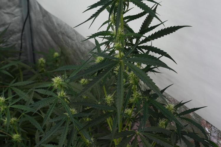Amnesia Haze Auto by Zamnesia Pheno A. Week 7 - Amnesia Haze Auto Pheno A
