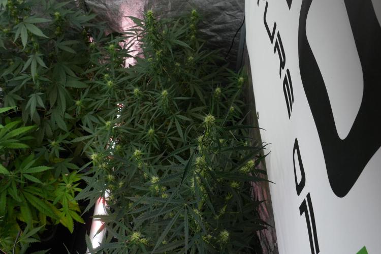 Amnesia Haze Auto by Zamnesia Pheno A. Week 7 - Amnesia Haze Auto Pheno A