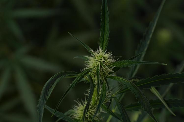 Amnesia Haze Auto by Zamnesia Pheno A. Week 7 - Amnesia Haze Auto Pheno A