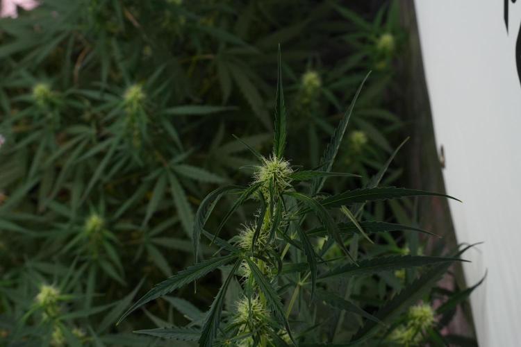 Amnesia Haze Auto by Zamnesia Pheno A. Week 7 - Amnesia Haze Auto Pheno A