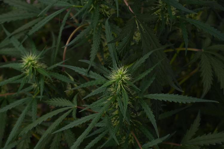 Amnesia Haze Auto by Zamnesia Pheno A. Week 7 - Amnesia Haze Auto Pheno A
