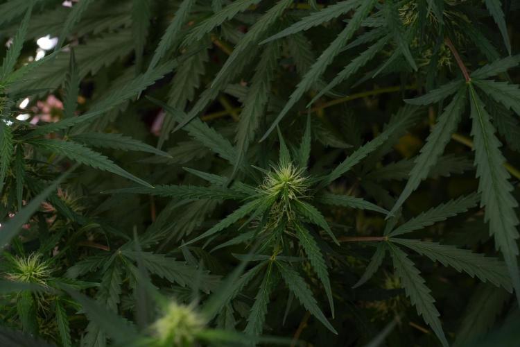 Amnesia Haze Auto by Zamnesia Pheno A. Week 7 - Amnesia Haze Auto Pheno A