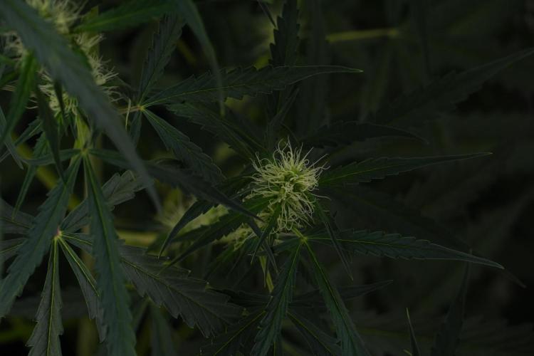 Amnesia Haze Auto by Zamnesia Pheno A. Week 7 - Amnesia Haze Auto Pheno A