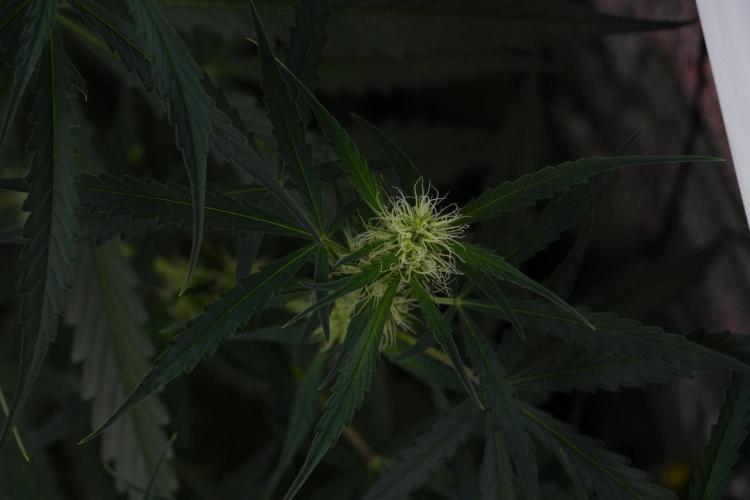 Amnesia Haze Auto by Zamnesia Pheno A. Week 7 - Amnesia Haze Auto Pheno A