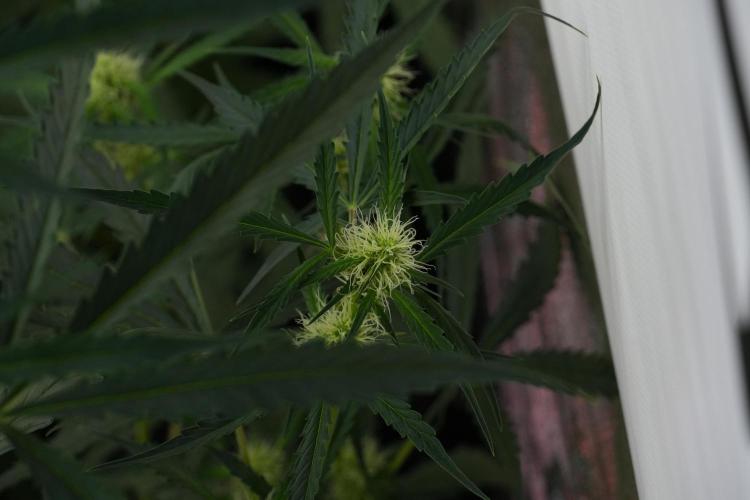 Amnesia Haze Auto by Zamnesia Pheno A. Week 7 - Amnesia Haze Auto Pheno A