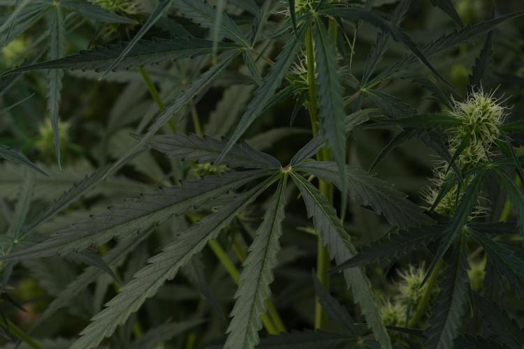 Amnesia Haze Auto by Zamnesia Pheno A. Week 7 - Amnesia Haze Auto Pheno A