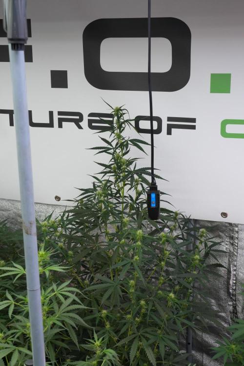 Amnesia Haze Auto by Zamnesia Pheno A. Week 7 - Amnesia Haze Auto Pheno A