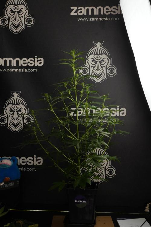 Amnesia Haze Auto by Zamnesia Pheno B. Week 7 - Amnesia Haze Auto – Pheno B