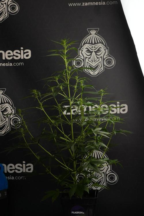 Amnesia Haze Auto by Zamnesia Pheno B. Week 7 - Amnesia Haze Auto – Pheno B