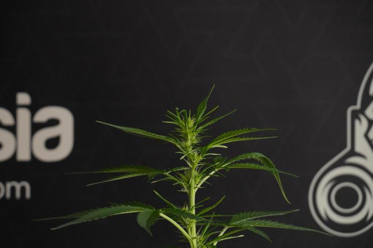 Amnesia Haze Auto by Zamnesia Pheno B. Week 7 - Amnesia Haze Auto – Pheno B