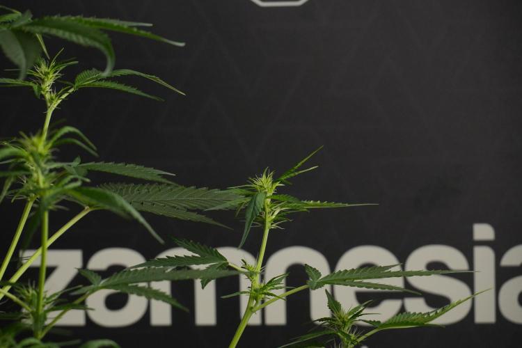 Amnesia Haze Auto by Zamnesia Pheno B. Week 7 - Amnesia Haze Auto – Pheno B