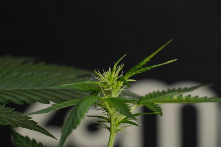 Amnesia Haze Auto by Zamnesia Pheno B. Week 7 - Amnesia Haze Auto – Pheno B